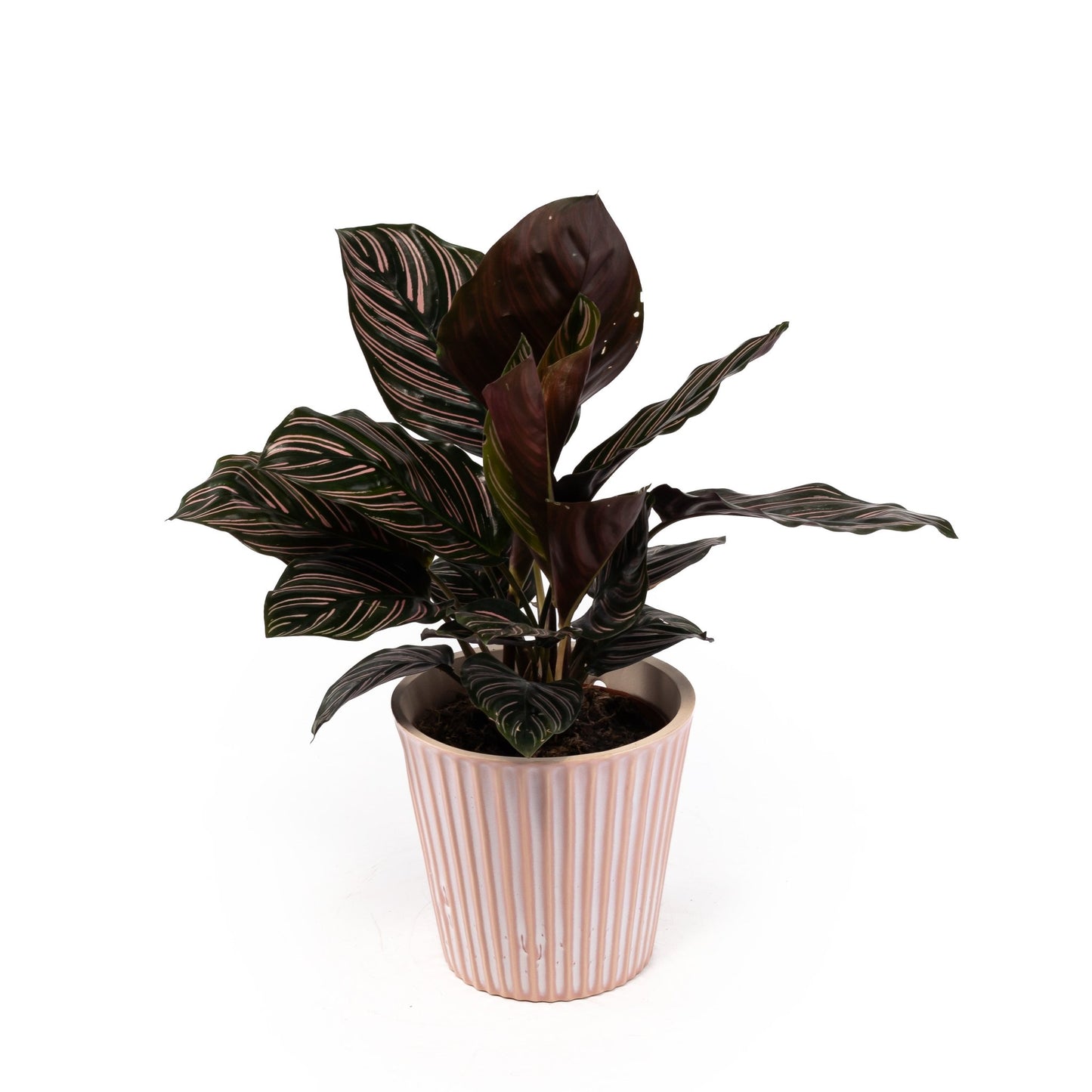 Calathea 12cm in Hampshire Ceramic - Green Plant The Horti House