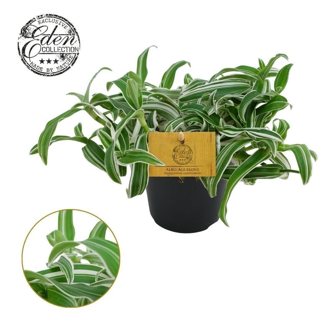 Murdannia 12cm Loriformis - Foliage The Horti House