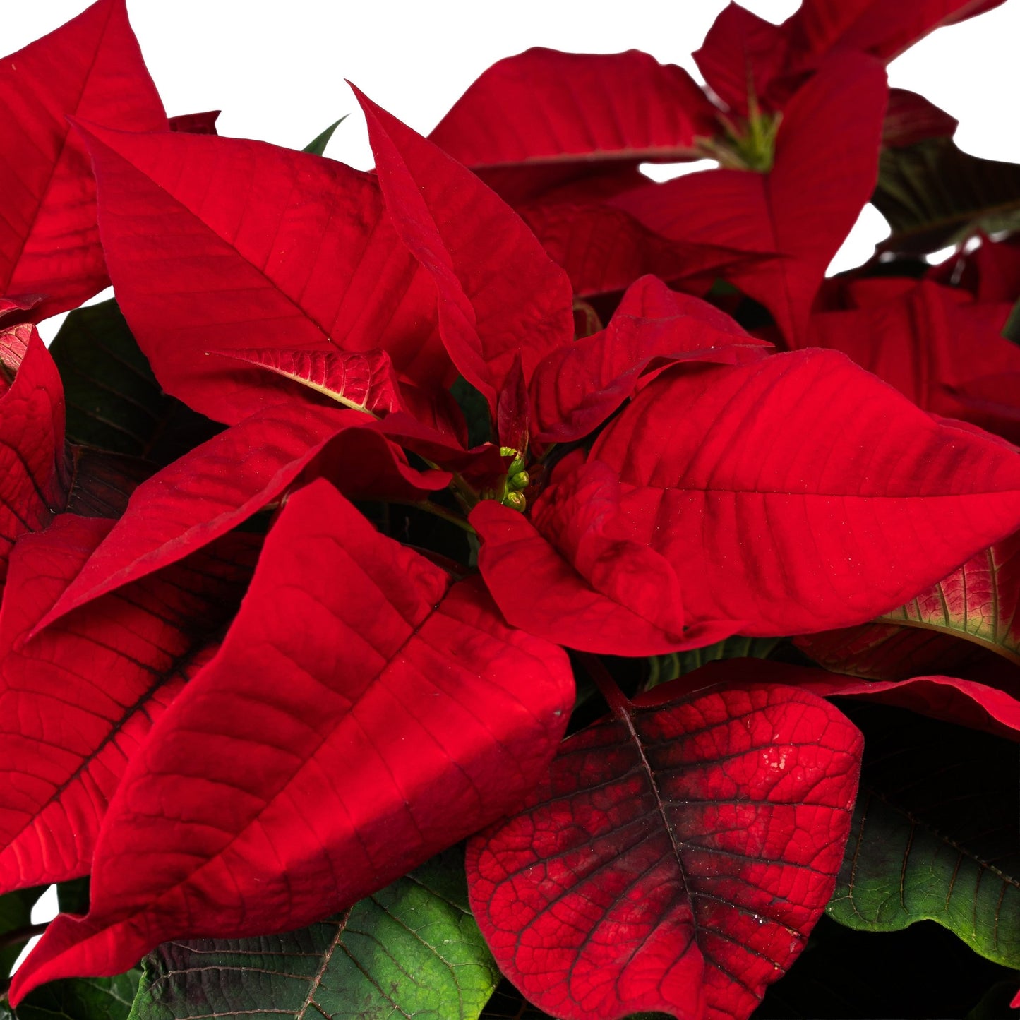 Poinsettia 13cm in Festive Ceramic - Poinsettia The Horti House
