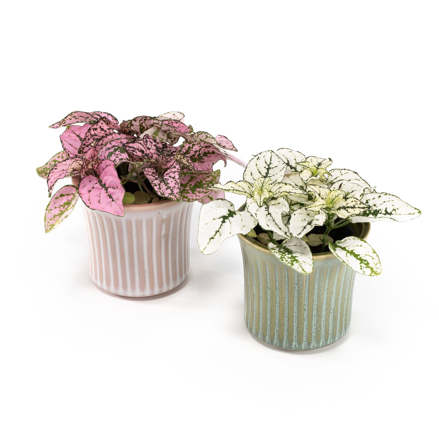 Hypoestes 6cm in Hampshire Ceramic - Flowering The Horti House