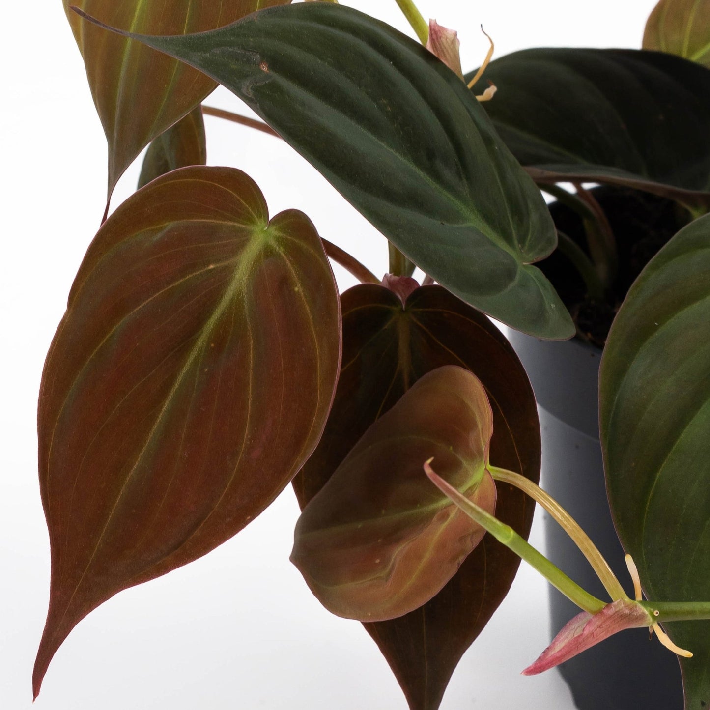 Philodendron 12cm Micans - Green Plant The Horti House