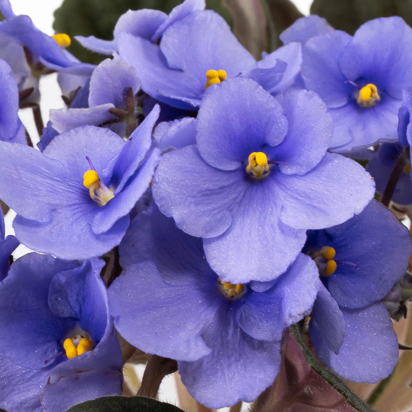 Saintpaulia 12cm Light Blue - Flowering The Horti House