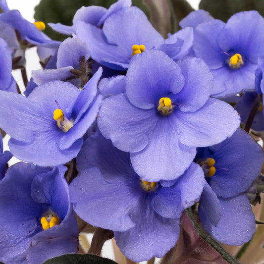 Saintpaulia 12cm Light Blue - Flowering The Horti House