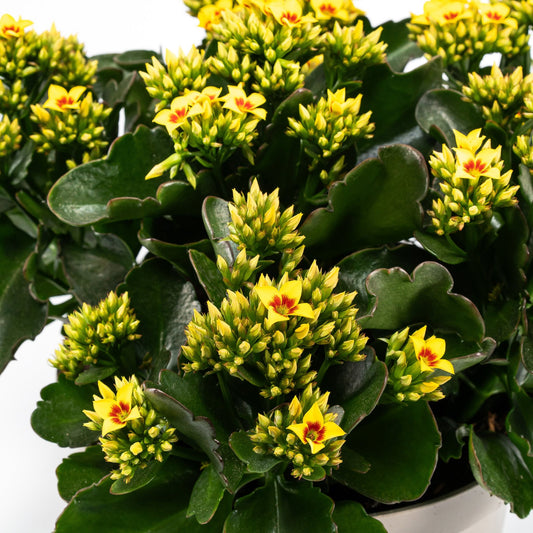 Patio Kalanchoe 21cm - Flowering The Horti House