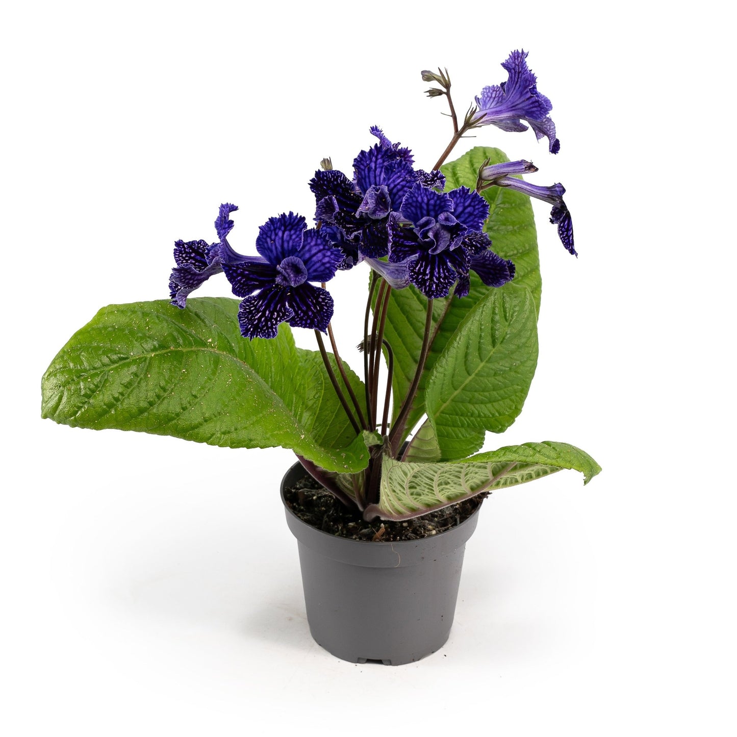 Dibleys Streptocarpus 12cm Sirius - Flowering The Horti House