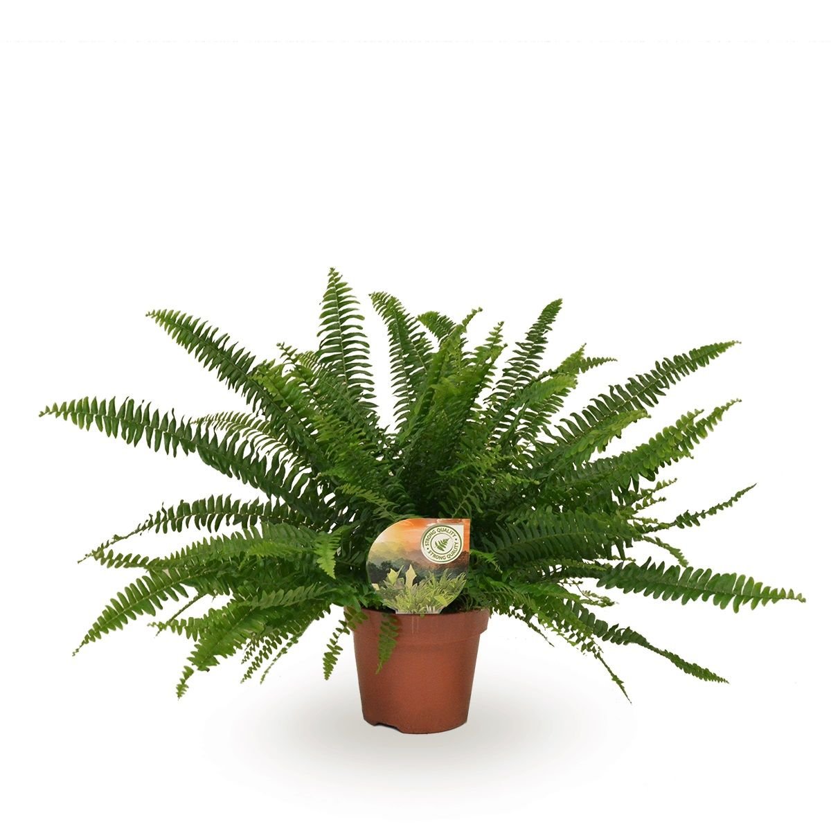 Nephrolepis 17cm Green Lady - Green Plant The Horti House