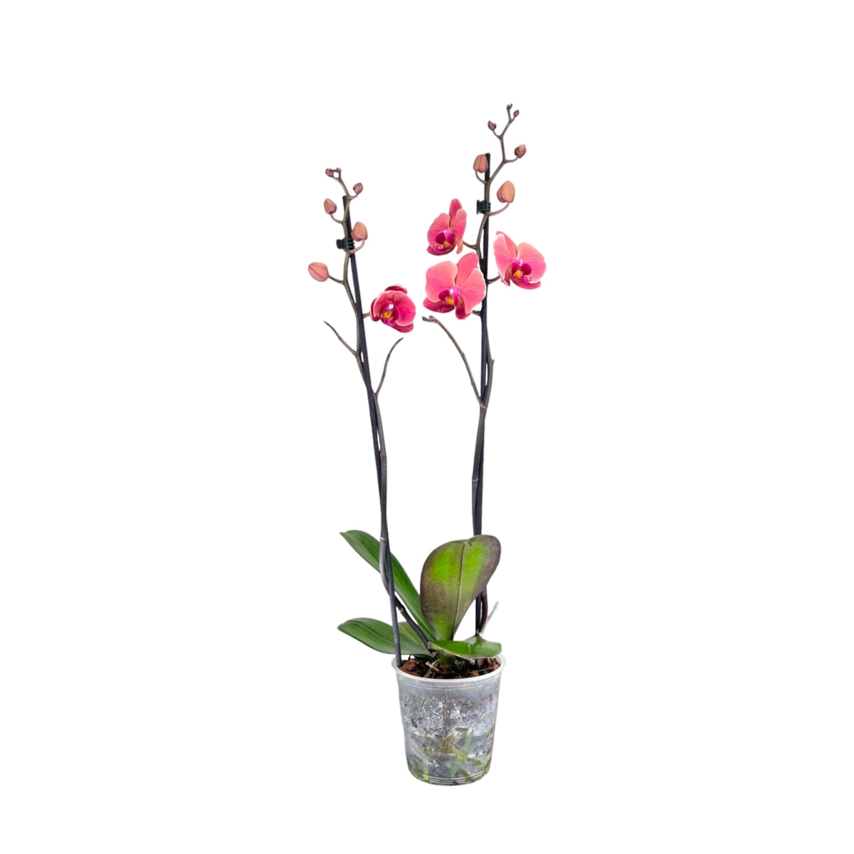 Phalaenopsis 12cm Twin Stem Nabourne