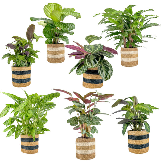 Calathea 17cm Mix in Basket - Green Plant The Horti House