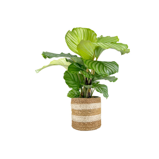 Calathea 17cm Mix in Basket - Green Plant The Horti House