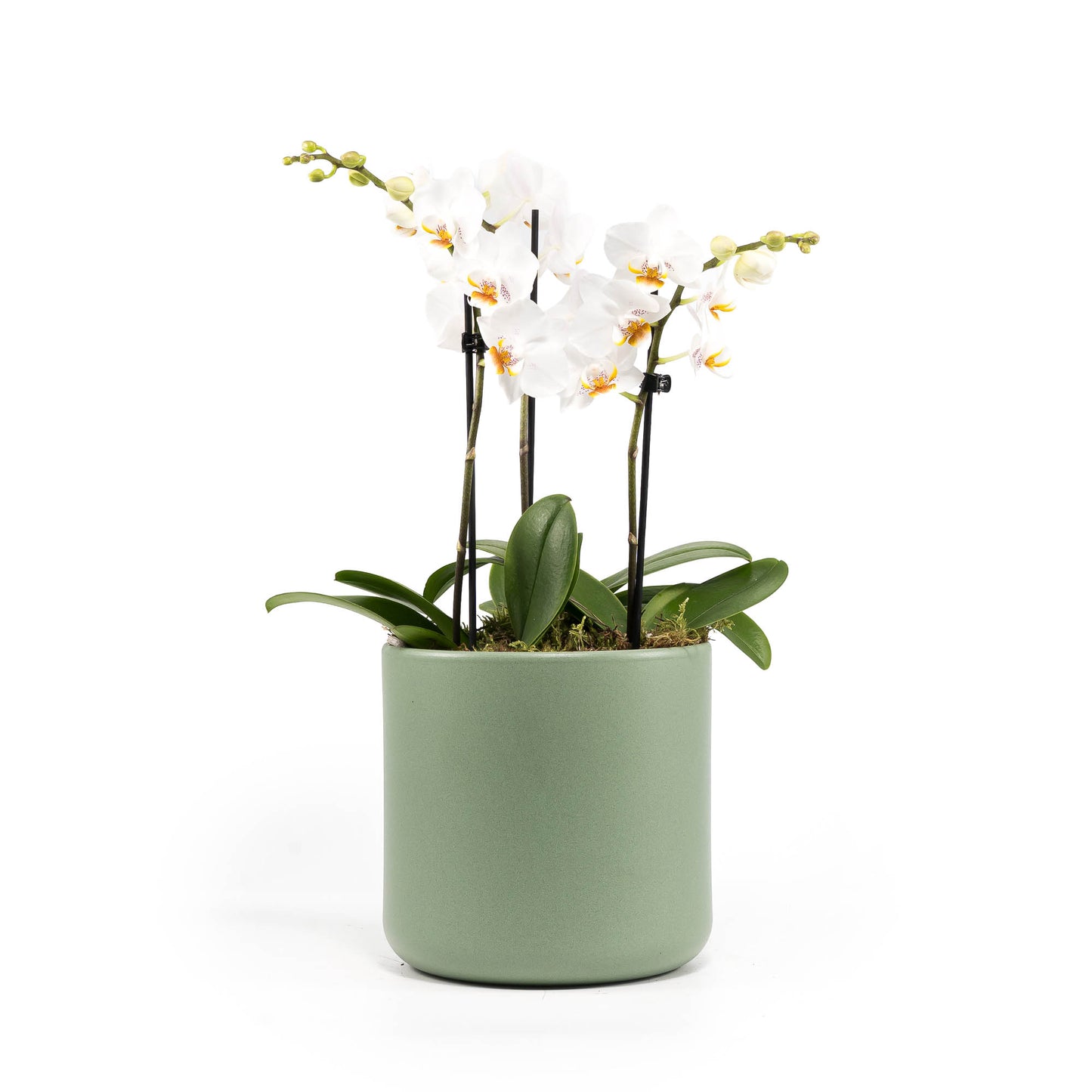 Phalaenopsis 9cm Trio Cambridge Planter White - Orchid The Horti House