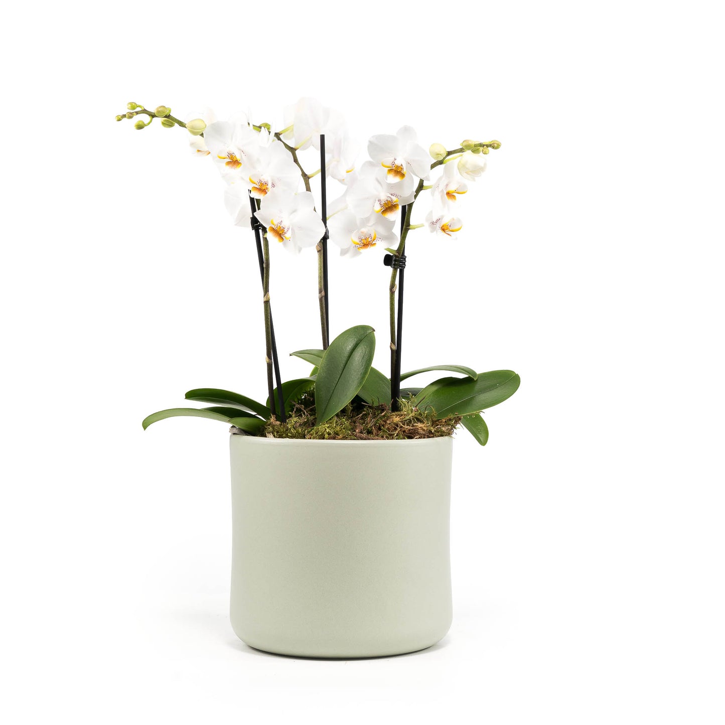 Phalaenopsis 9cm Trio Cambridge Planter White - Orchid The Horti House