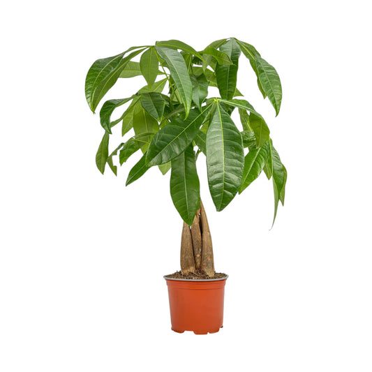 Pachira 12cm Aquatica - Green Plant The Horti House