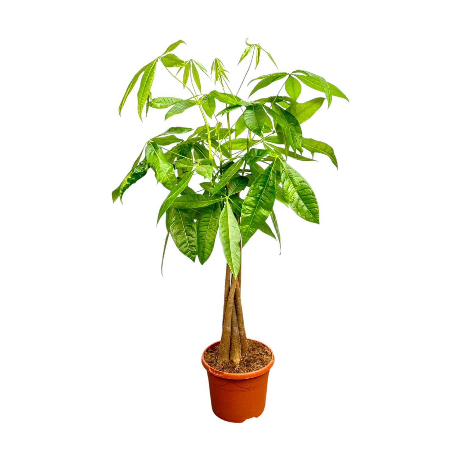 Pachira 19cm Aquatica - Green Plant The Horti House