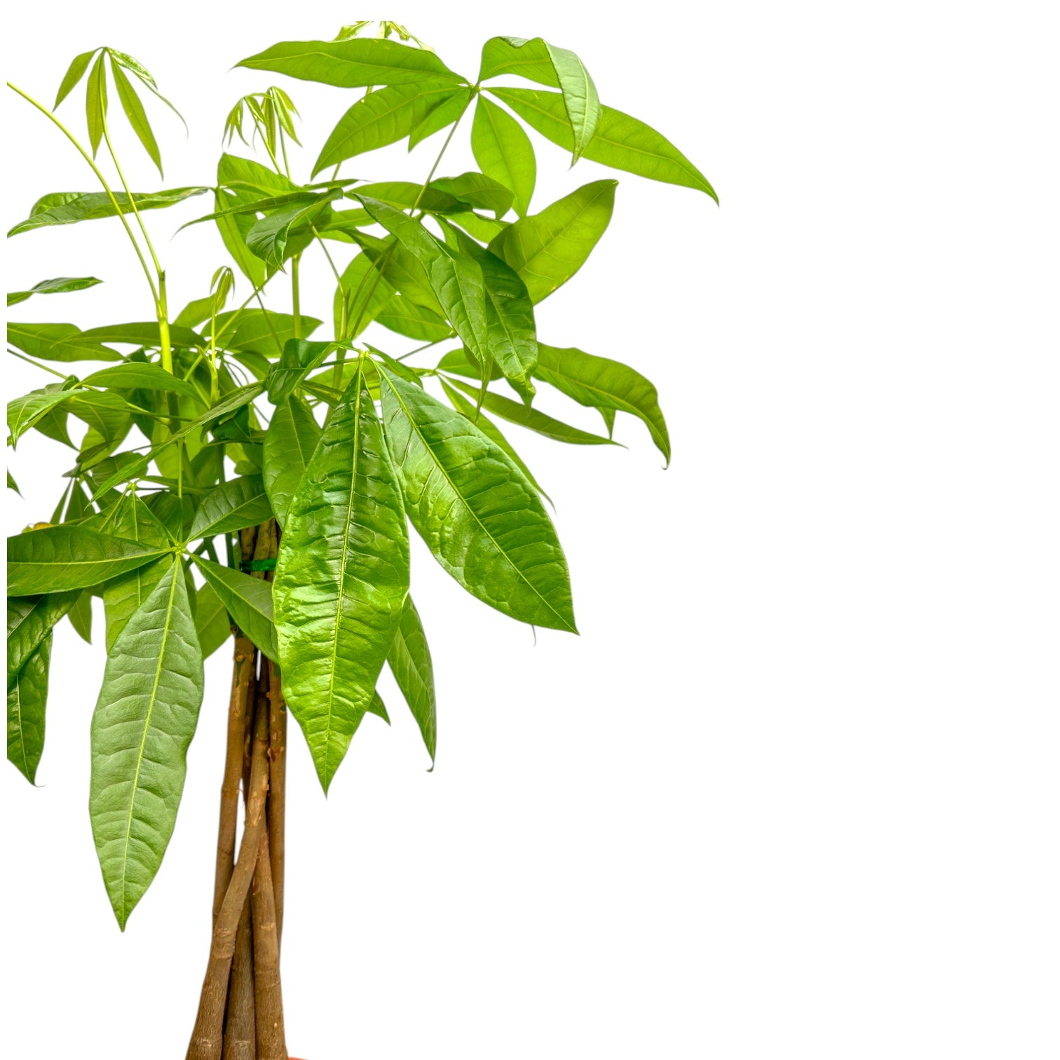 Pachira 19cm Aquatica - Green Plant The Horti House