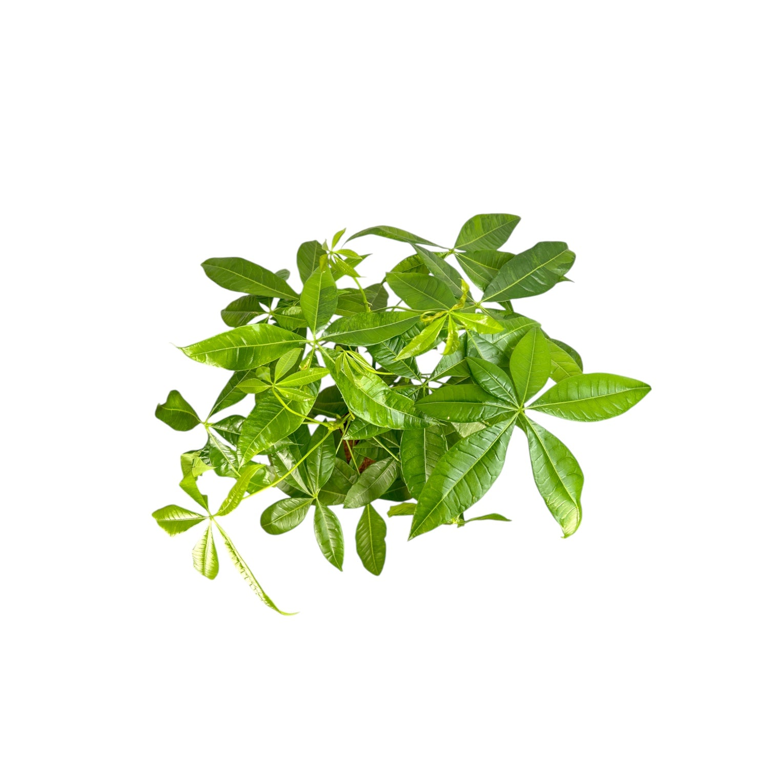 Pachira 19cm Aquatica - Green Plant The Horti House