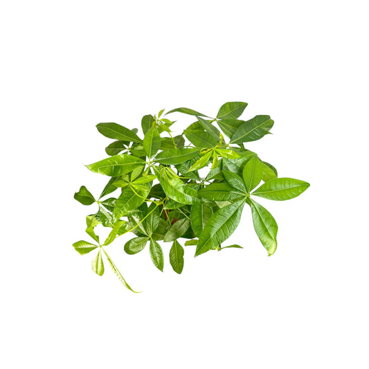 Pachira 19cm Aquatica - Green Plant The Horti House