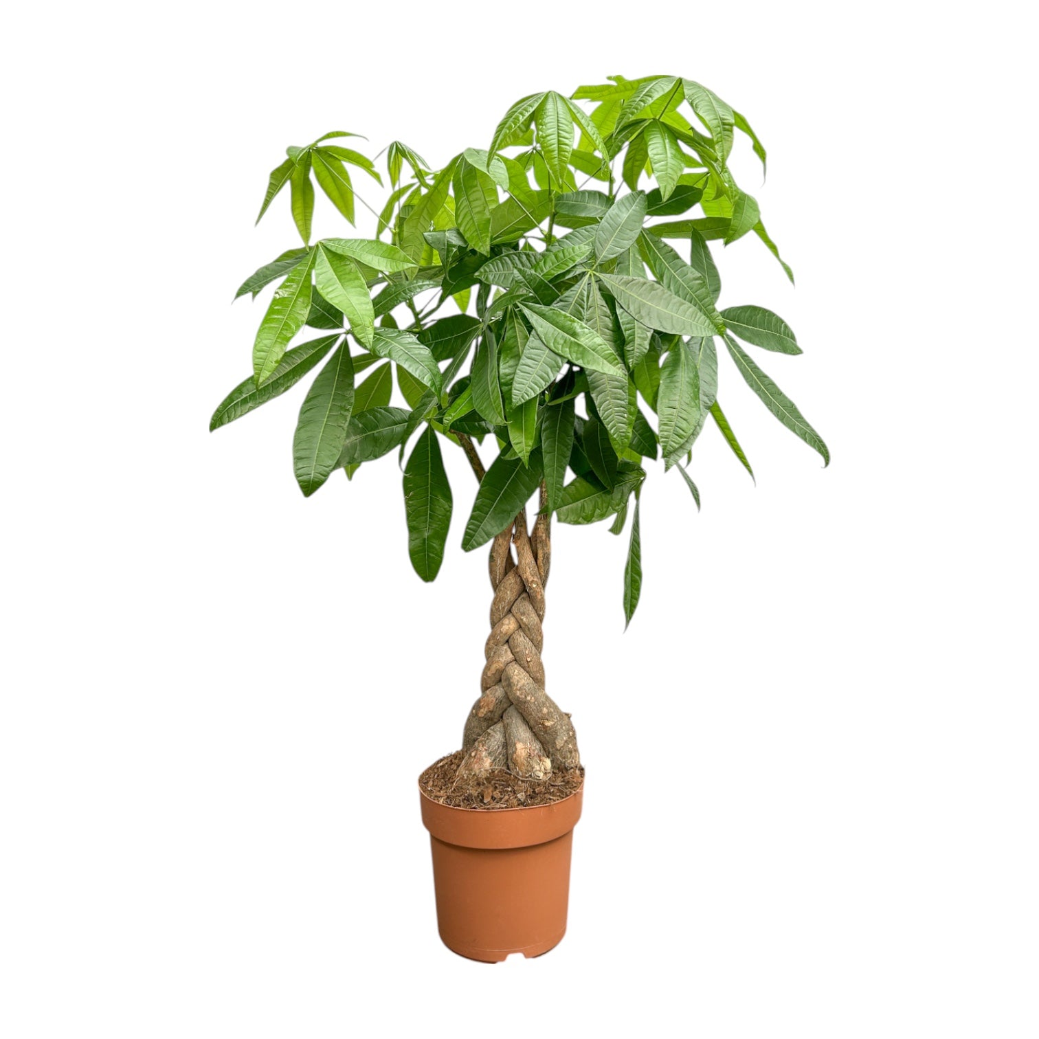 Pachira 24cm Aquatica - Green Plant The Horti House