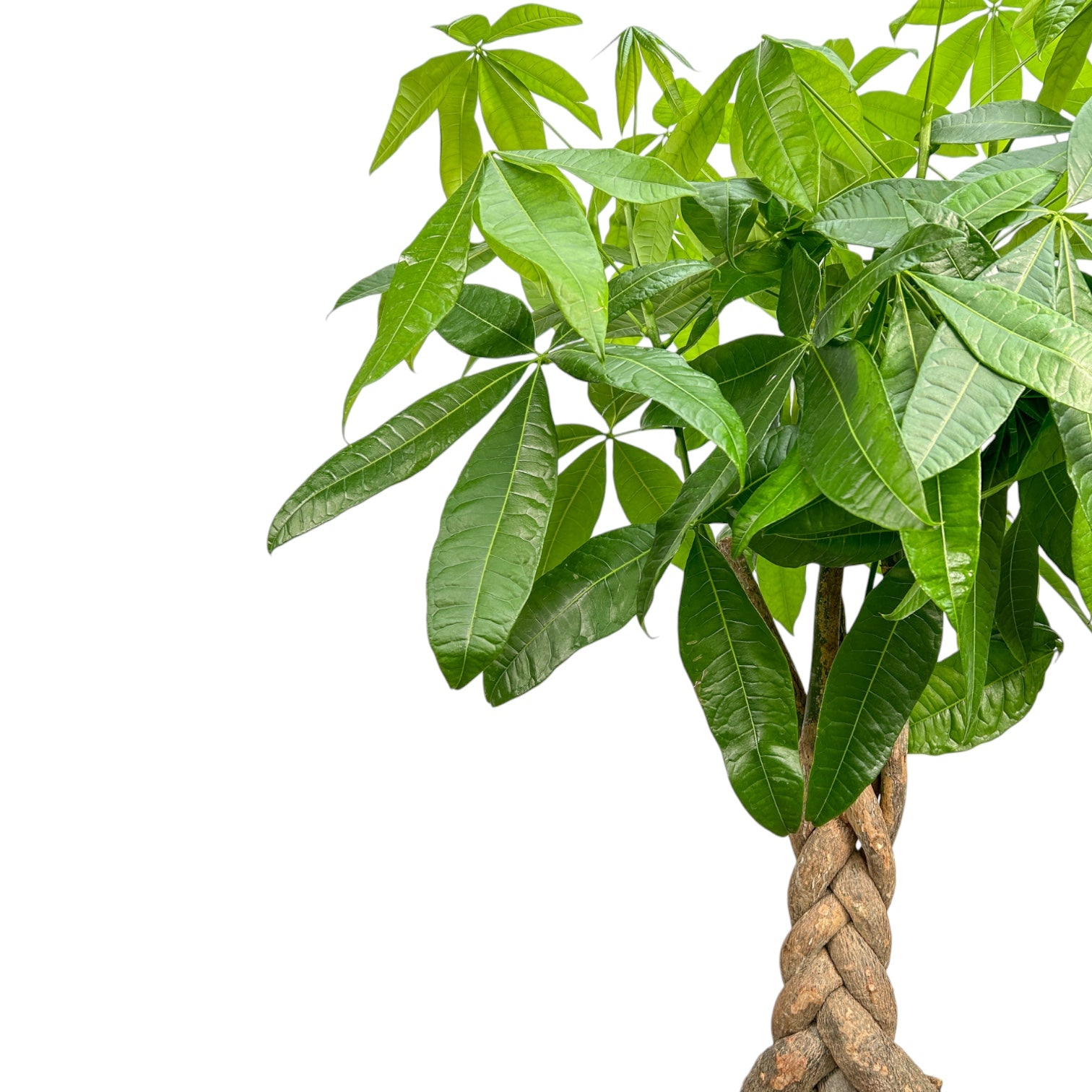 Pachira 24cm Aquatica - Green Plant The Horti House