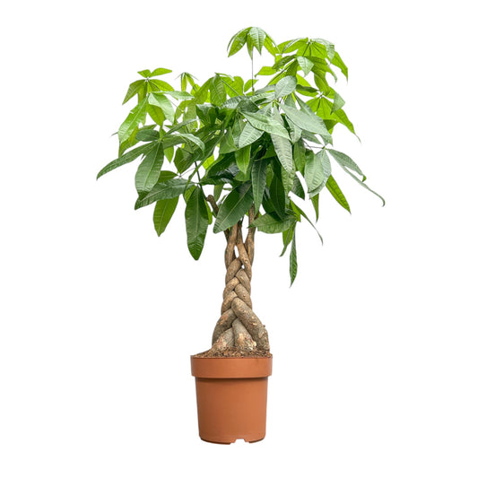 Pachira 24cm Aquatica - Green Plant The Horti House