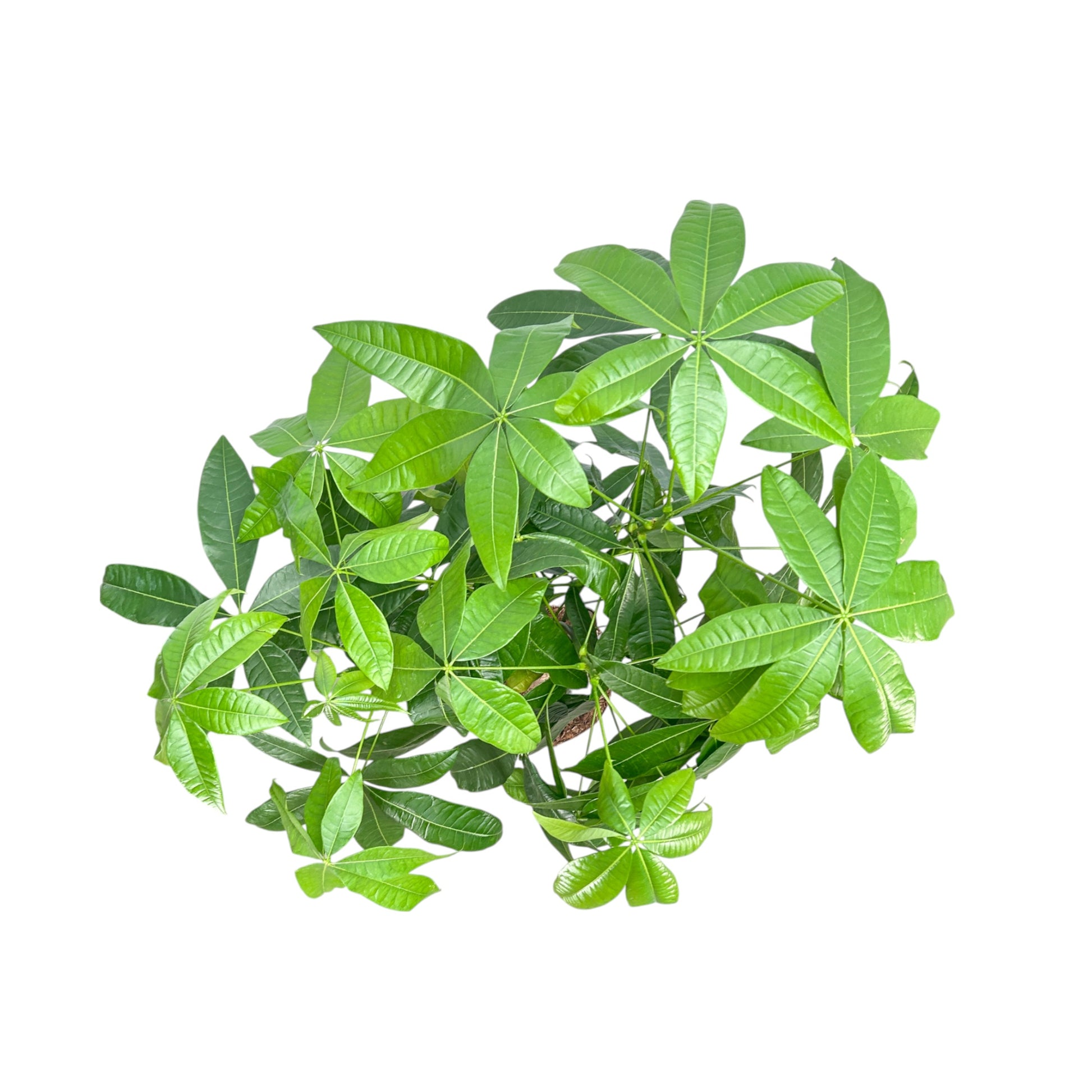 Pachira 24cm Aquatica - Green Plant The Horti House