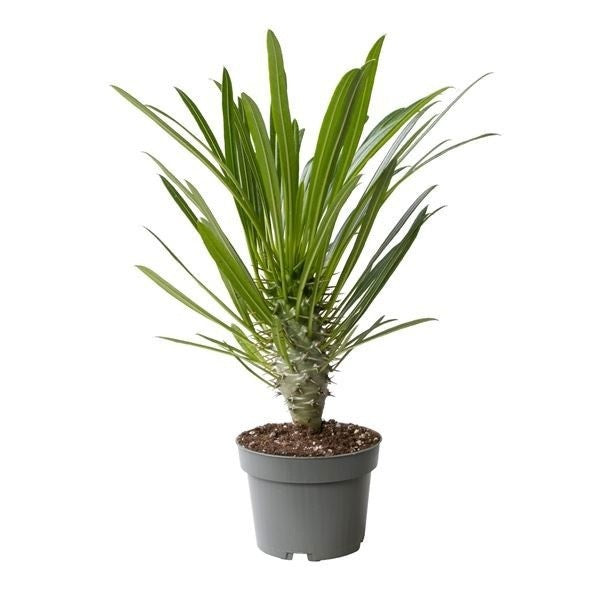 Pachypodium 14cm Lamerei