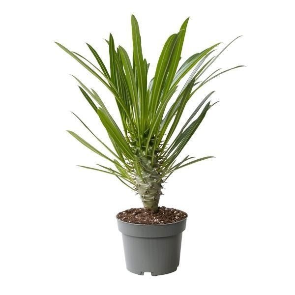 Pachypodium 14cm Lamerei - Succulent The Horti House