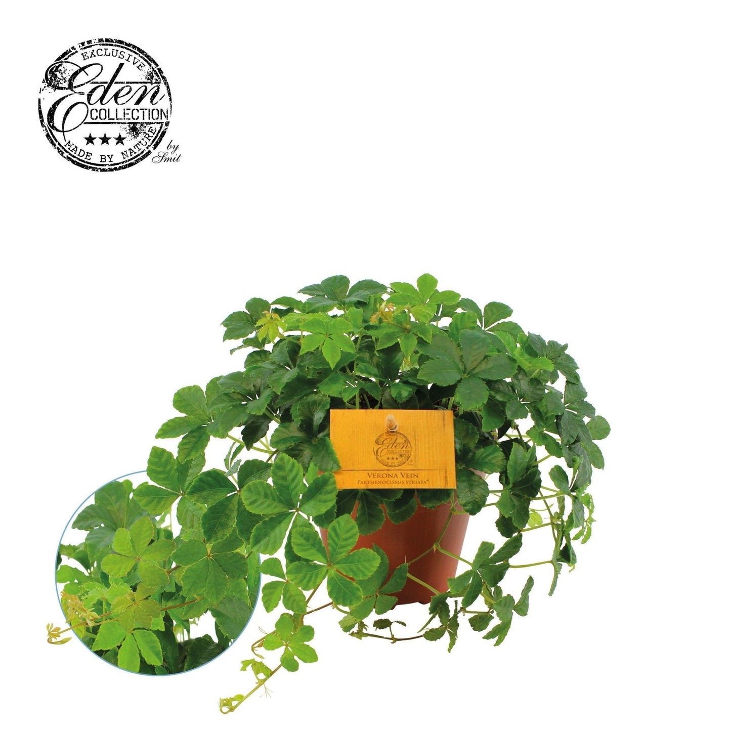 Parthenocissus 12cm Striata - Green Plant The Horti House
