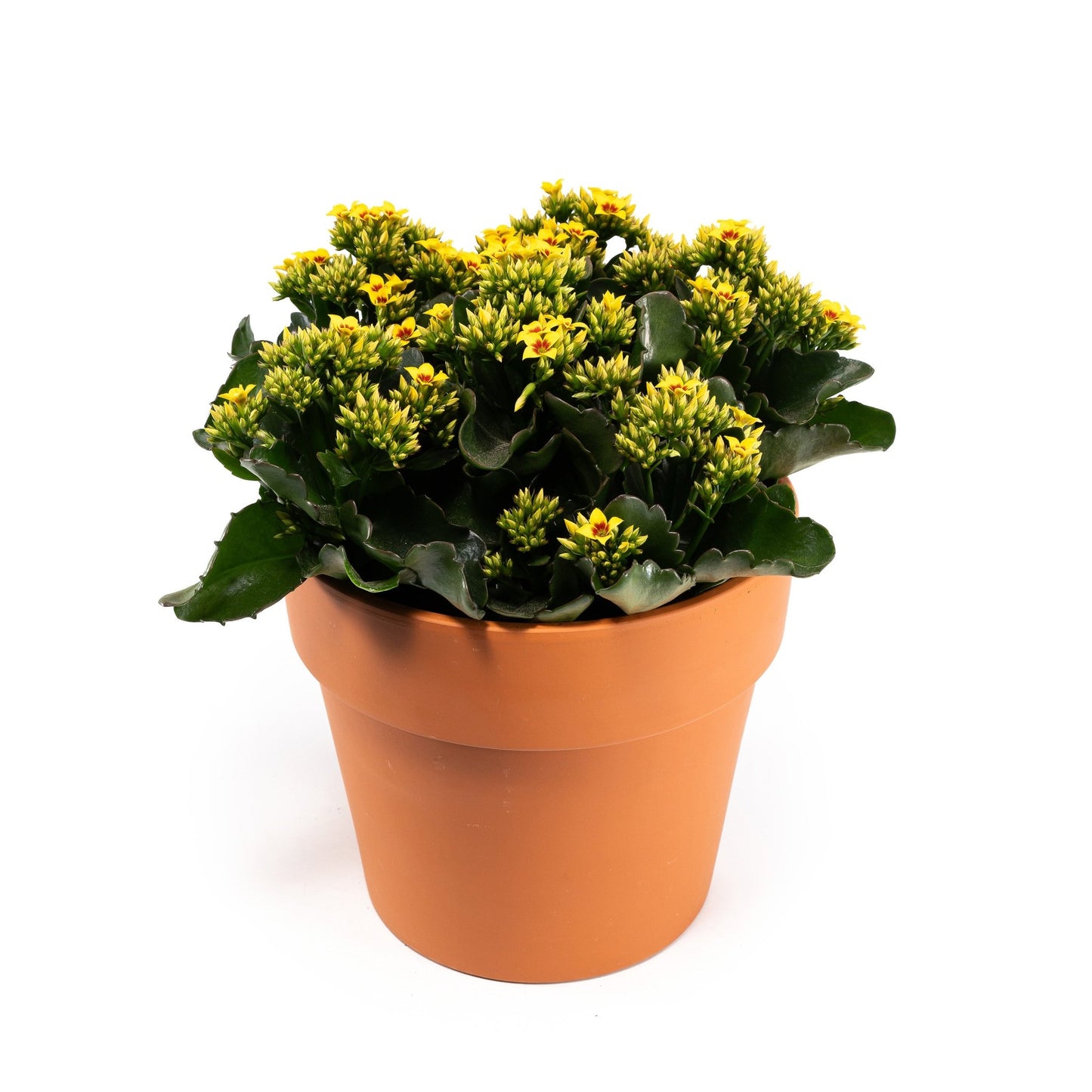 Patio Kalanchoe 23cm in Terracotta - Flowering The Horti House