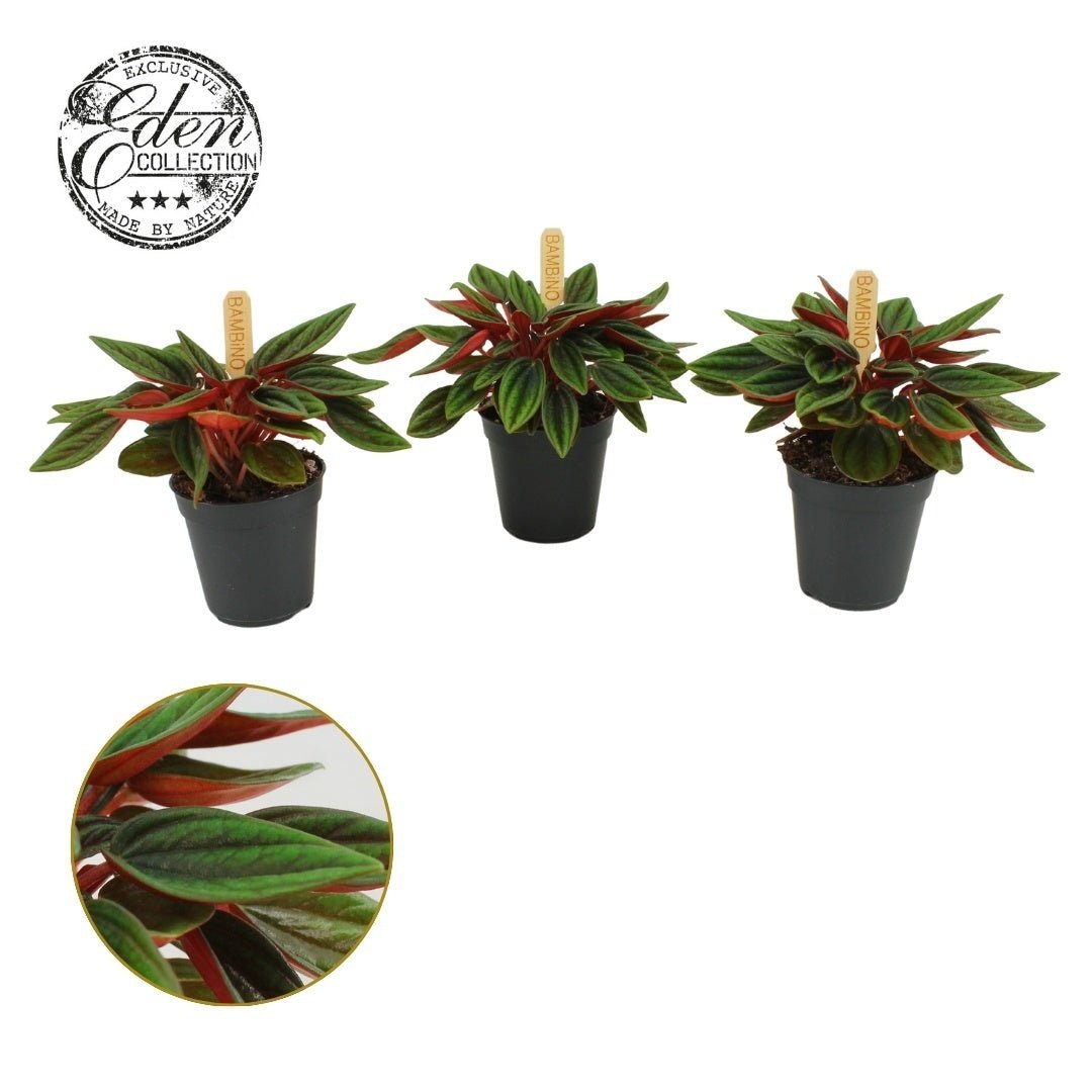 Peperomia 5.5cm Rosso - Green Plant The Horti House