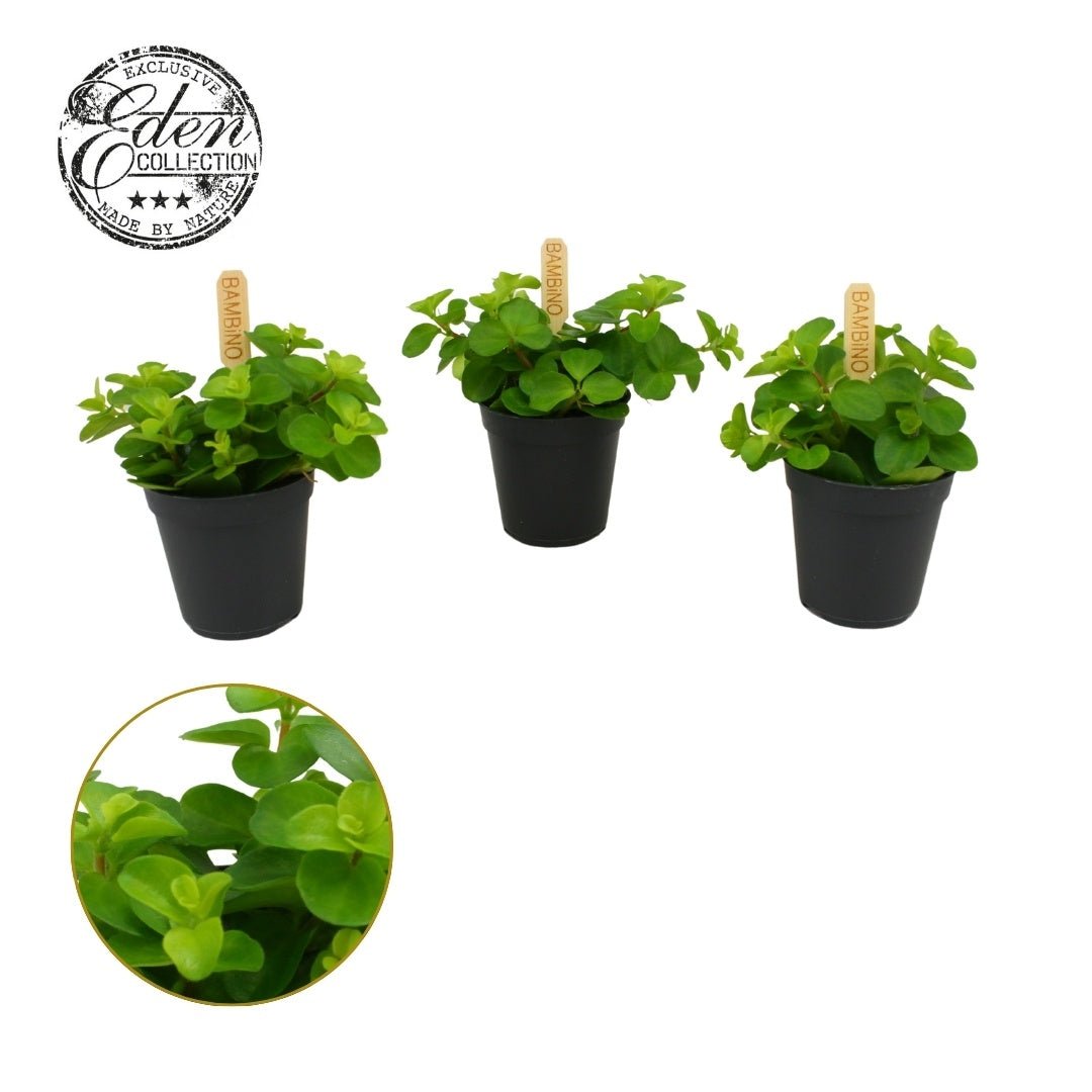 Peperomia 5.5cm Rotundifolia - Green Plant The Horti House