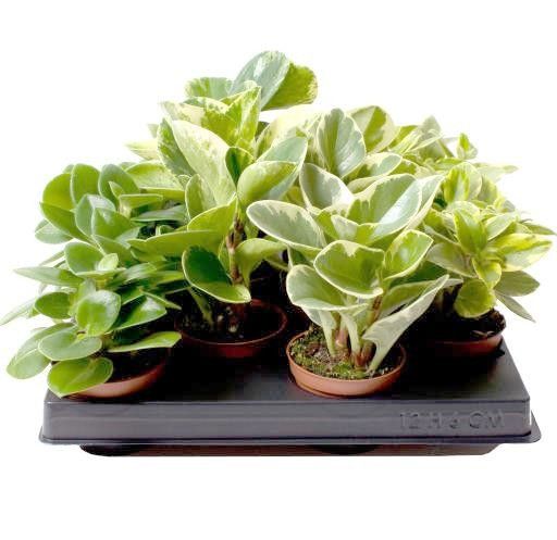 Peperomia 6cm Obtusifolia Mix - Green Plant The Horti House