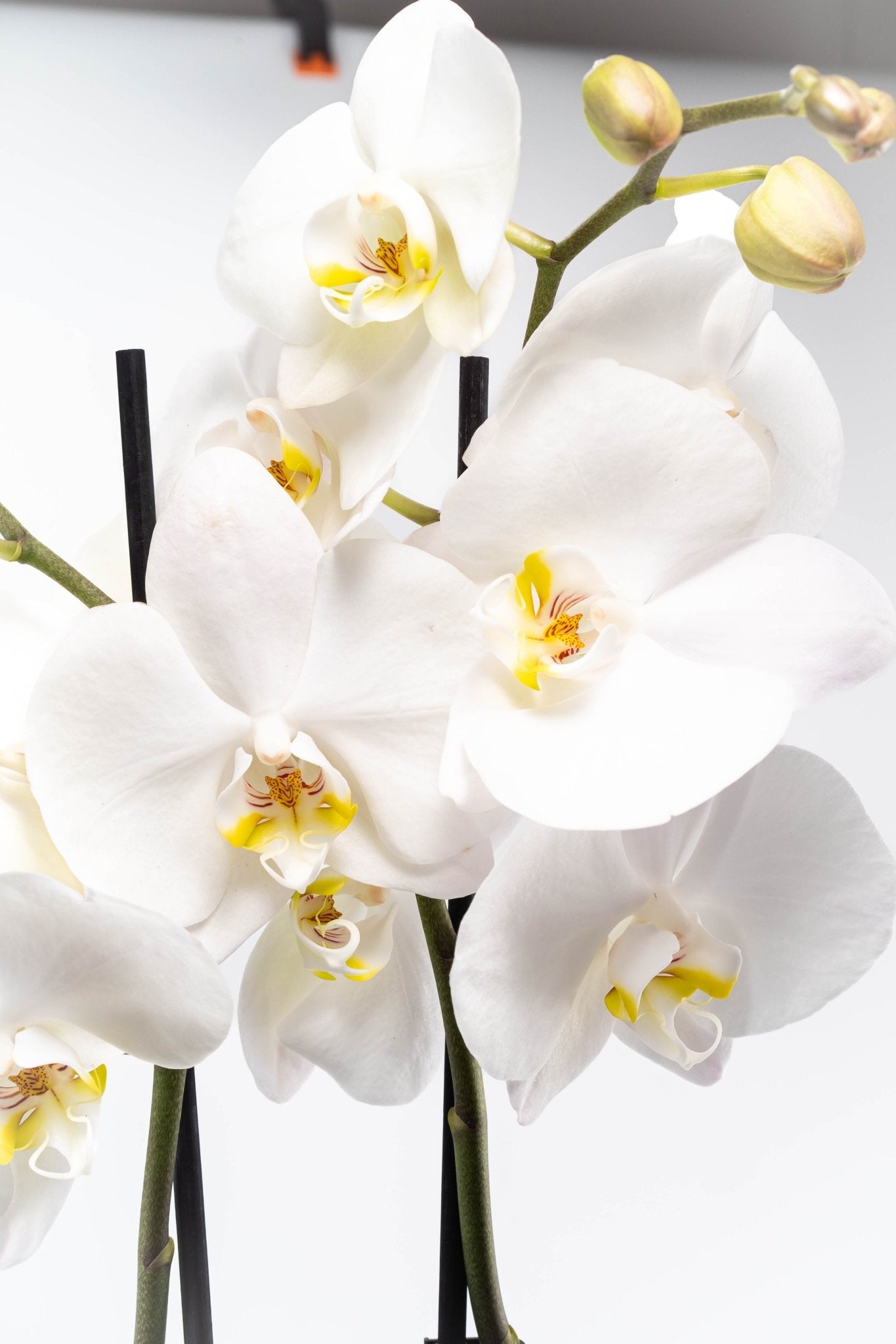 Phalaenopsis 12cm Cambridge - Green Plant The Horti House