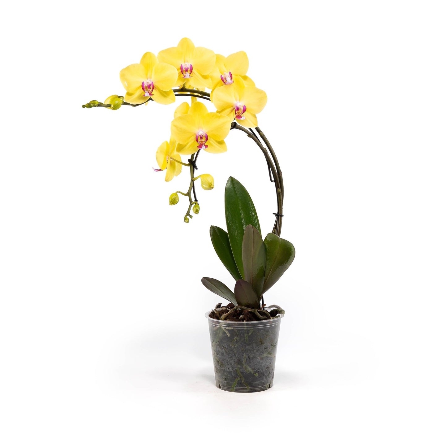 Phalaenopsis 12cm Eclipse Mixed Colours - Orchid The Horti House