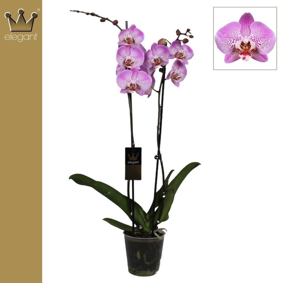 Phalaenopsis 12cm Jillion - Green Plant The Horti House