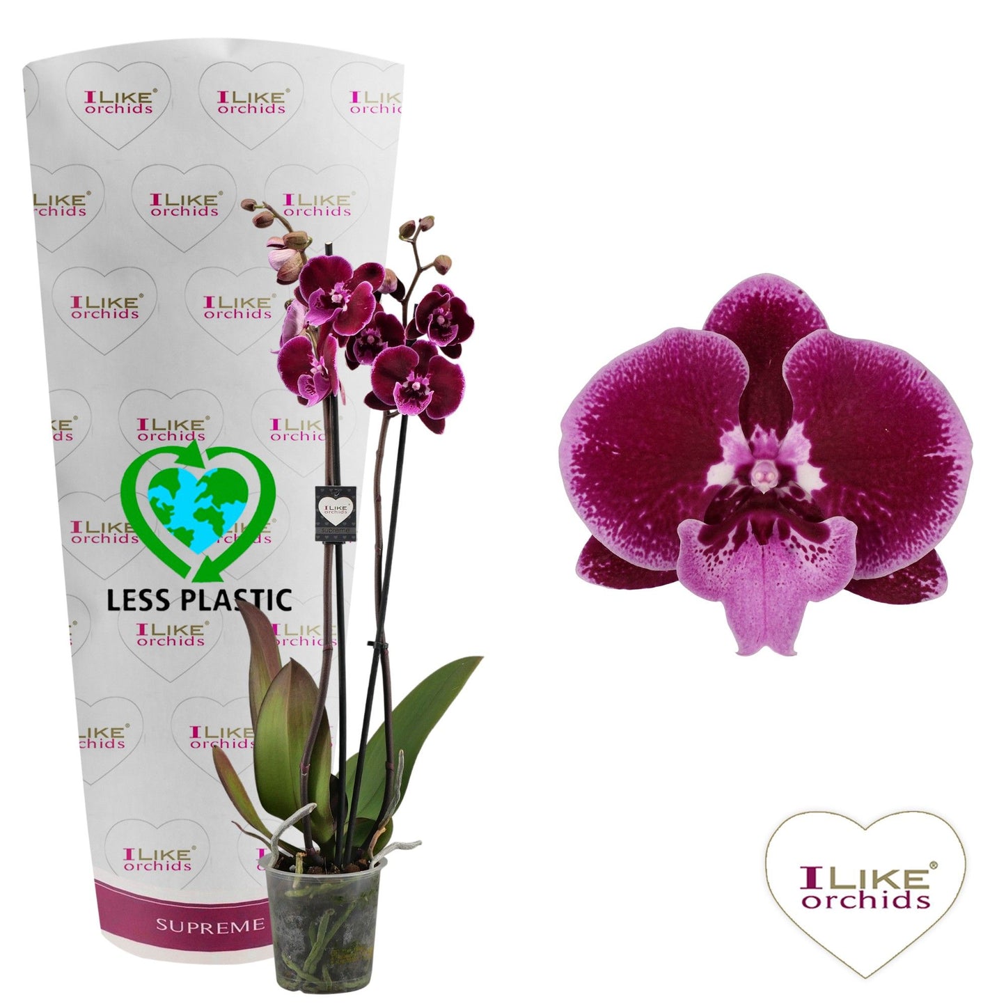 Phalaenopsis 12cm Lembongan - Green Plant The Horti House