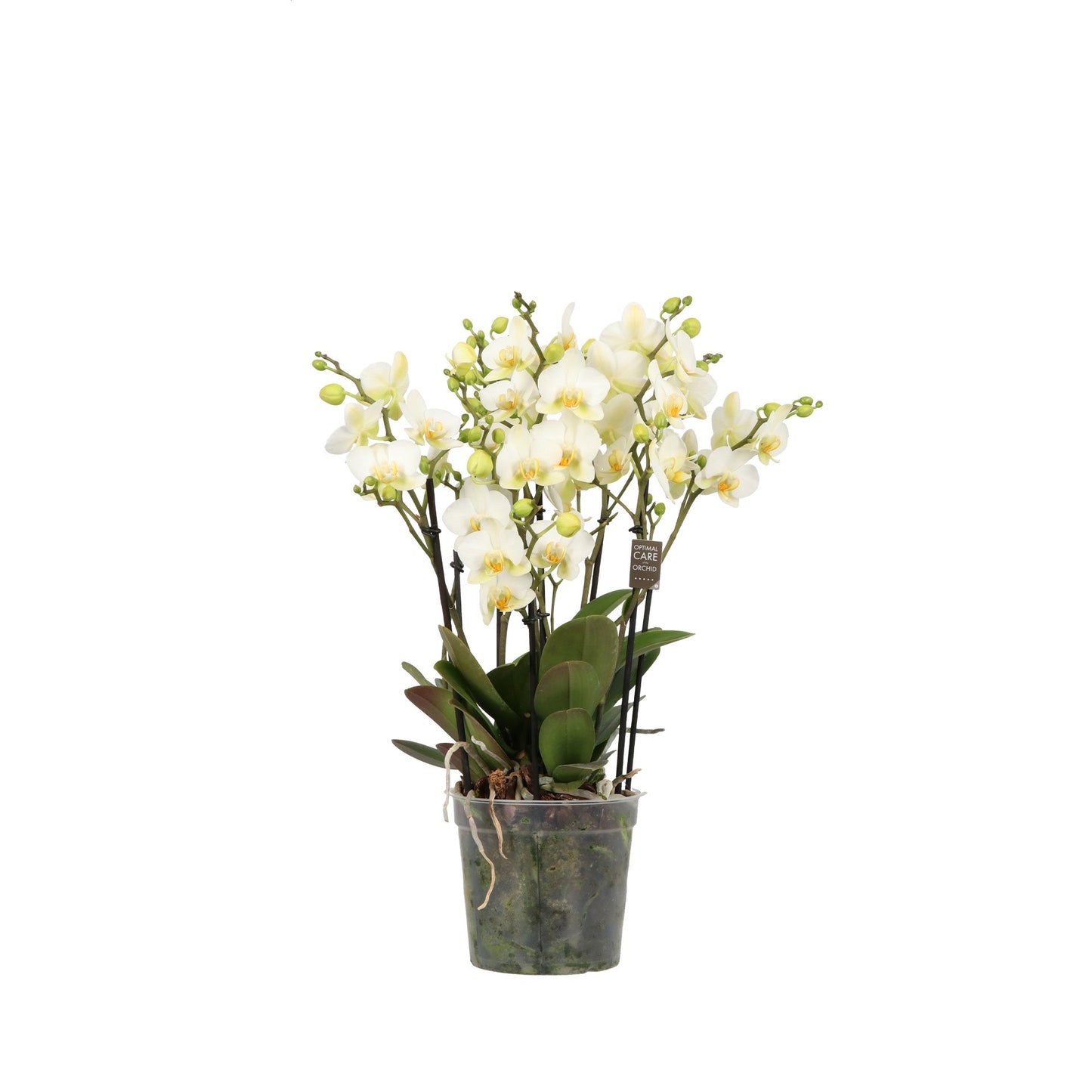 Phalaenopsis 12cm Multi Bellissimo White - Orchid The Horti House