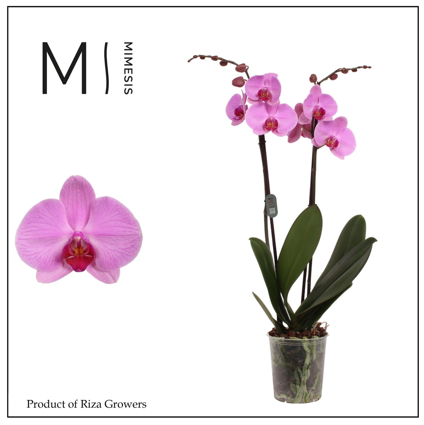 Phalaenopsis 12cm Orlando - Green Plant The Horti House