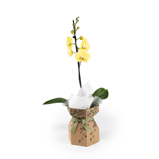 Phalaenopsis 12cm Single Stem Gift Box - Orchid The Horti House