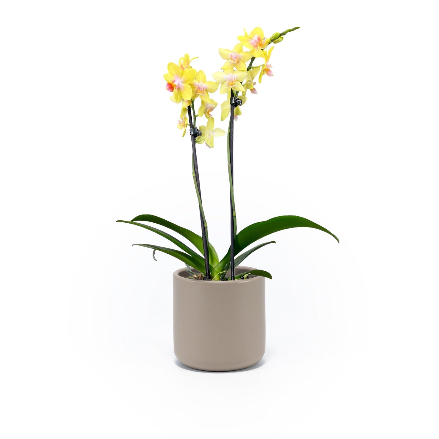 Phalaenopsis 9cm Twin Stem Yellow in Cambridge Ceramic - Orchid The Horti House