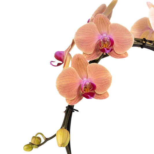 Phalaenopsis 12cm Hoop in Artisan No.1 Ceramic - Orchid The Horti House