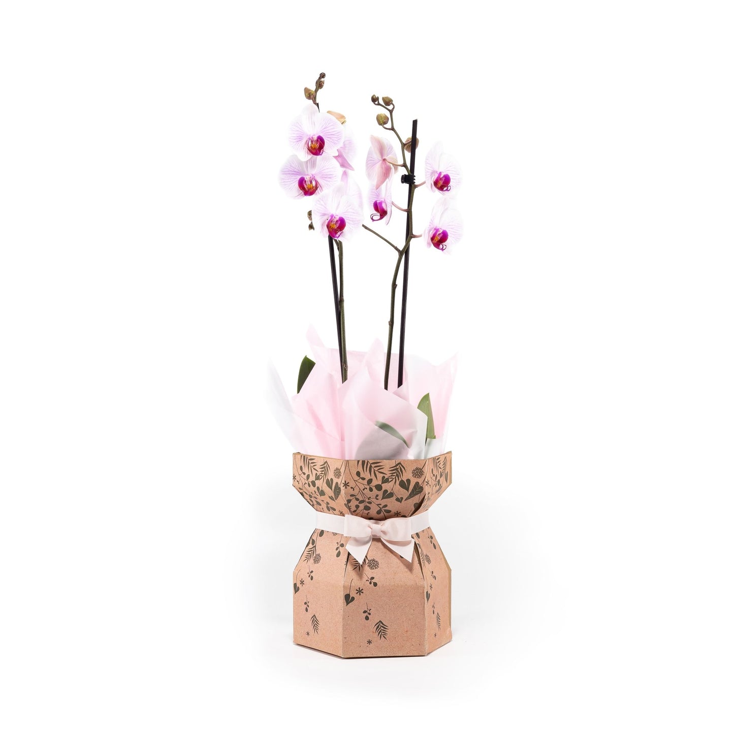 Phalaenopsis 12cm Twin Stem Gift Box - Orchid The Horti House