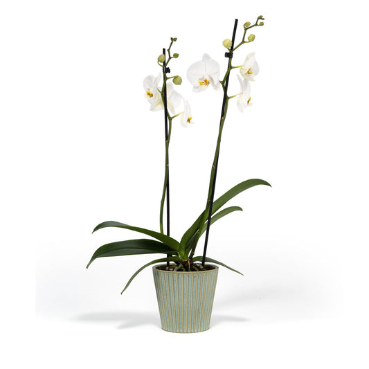 Phalaenopsis 12cm Twin Stem Mix in Hampshire Ceramic - Orchid The Horti House