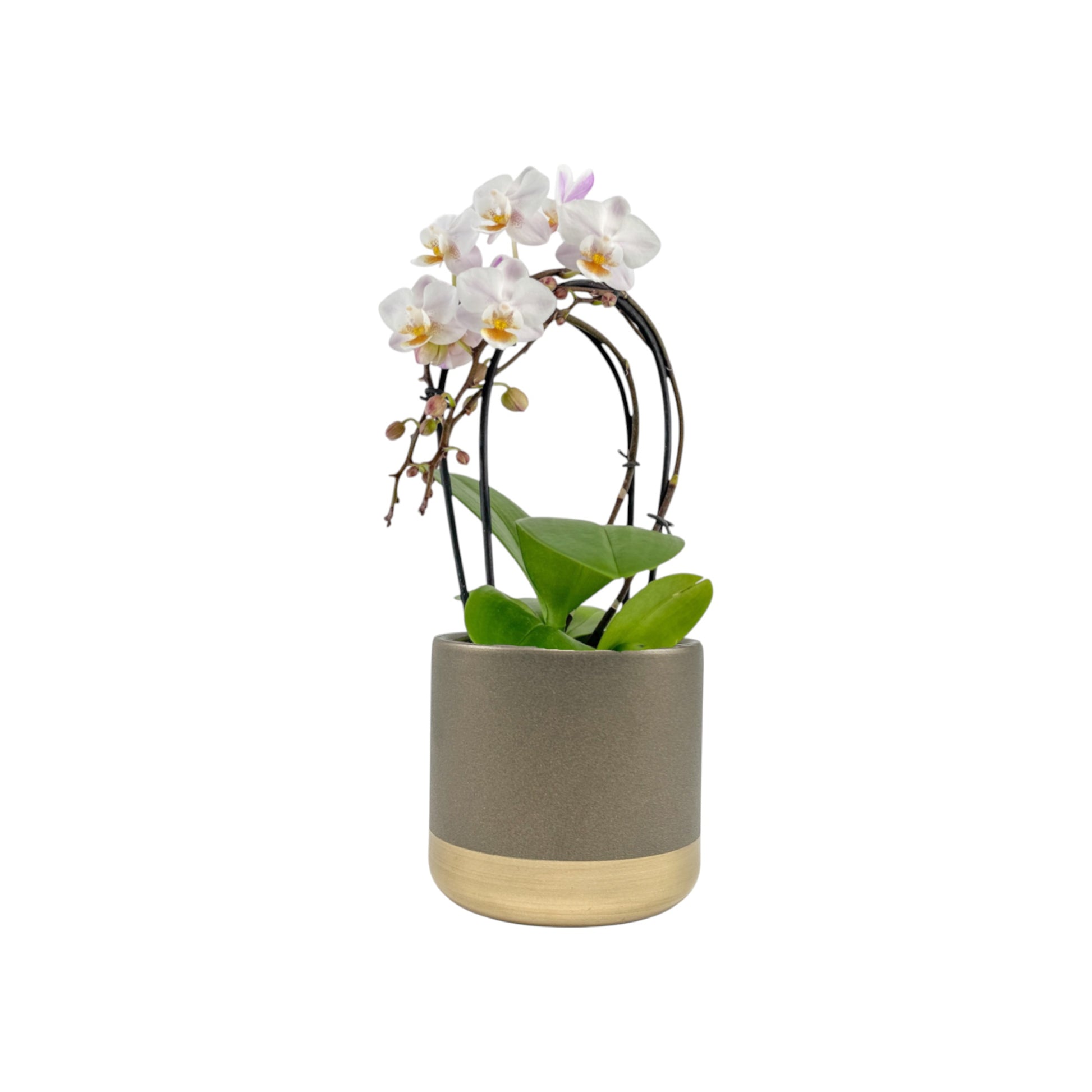 Phalaenopsis 9cm Cascade White In Christmas Ceramic - Orchid The Horti House