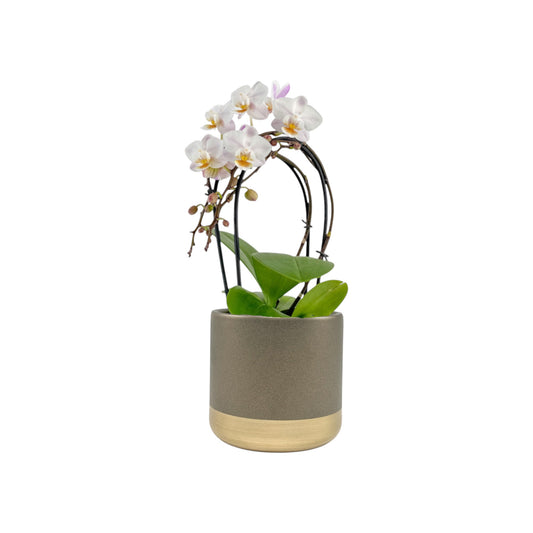 Phalaenopsis 9cm Cascade White In Christmas Ceramic - Orchid The Horti House