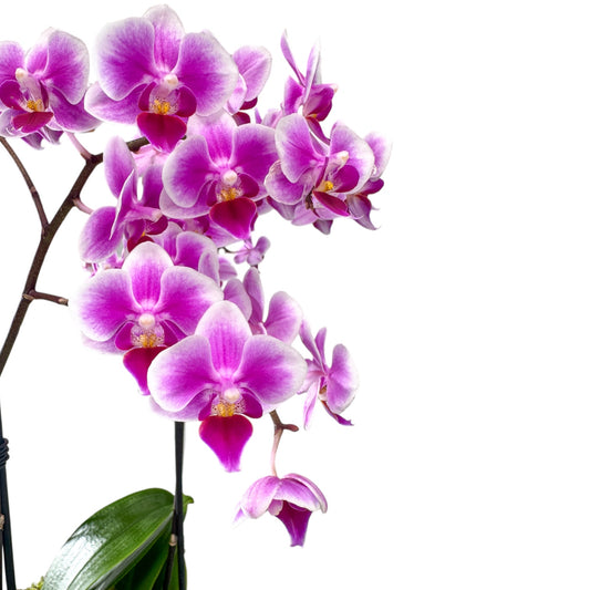 Phalaenopsis 9cm Trio Planter Pink - Orchid The Horti House