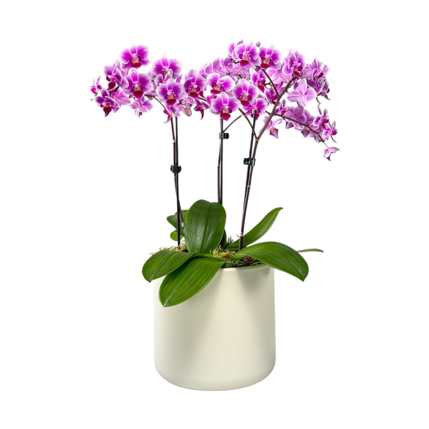 Phalaenopsis 9cm Trio Planter Pink - Orchid The Horti House
