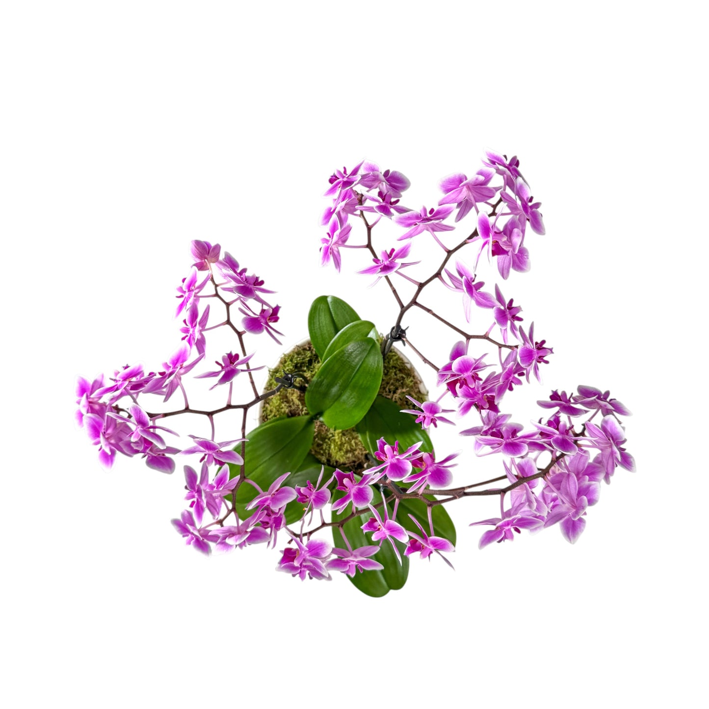 Phalaenopsis 9cm Trio Planter Pink - Orchid The Horti House