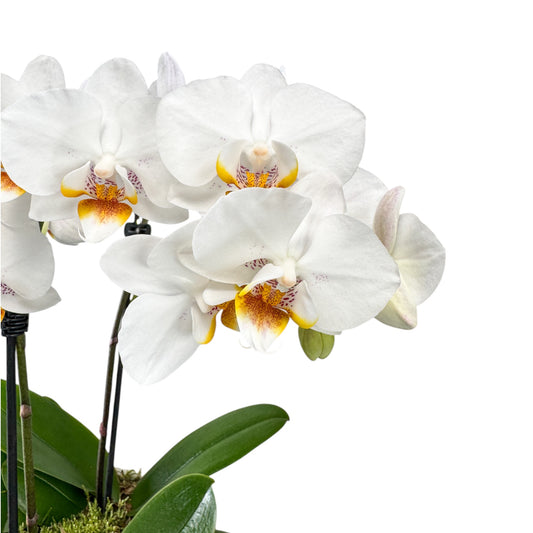 Phalaenopsis 9cm Trio Planter White - Orchid The Horti House