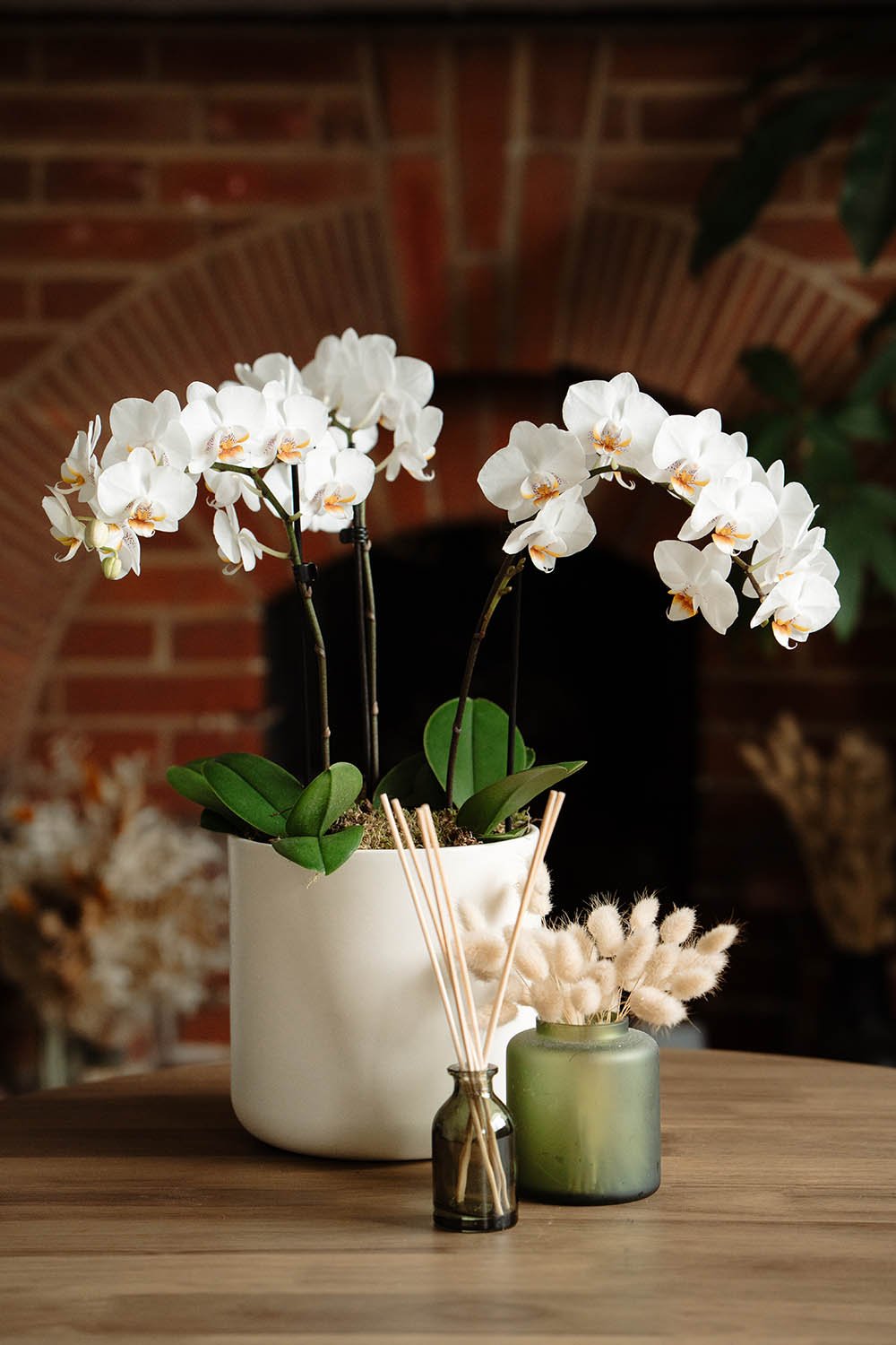 Phalaenopsis 9cm Trio Planter White - Orchid The Horti House