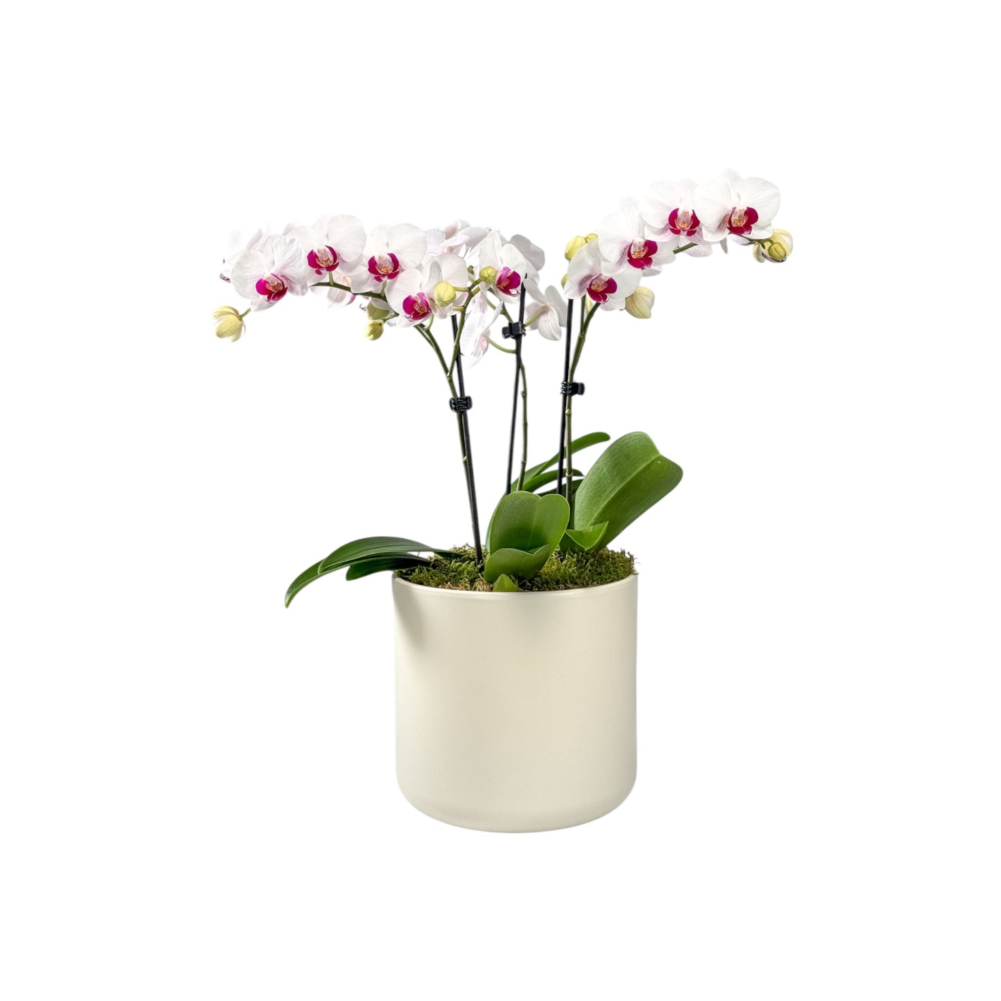 Phalaenopsis 9cm Trio Planter White - Orchid The Horti House